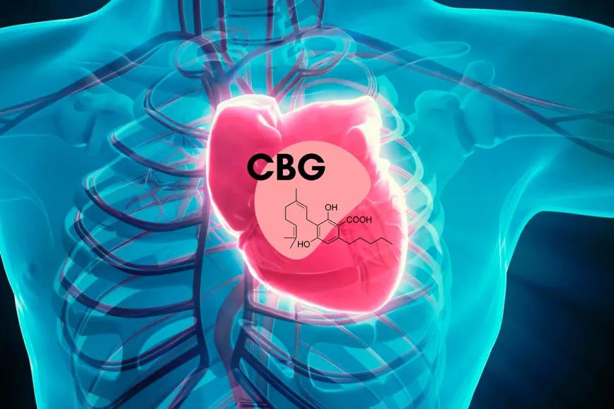 Cannabigerol podría proteger al corazón frente a sobrecarga lipídica