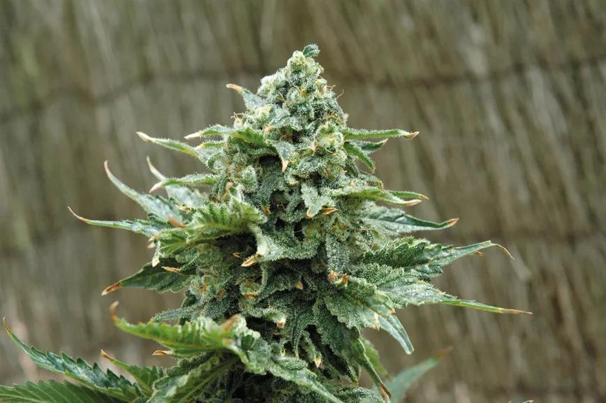 El agua en el cultivo: cómo influye el riego en las plantas 