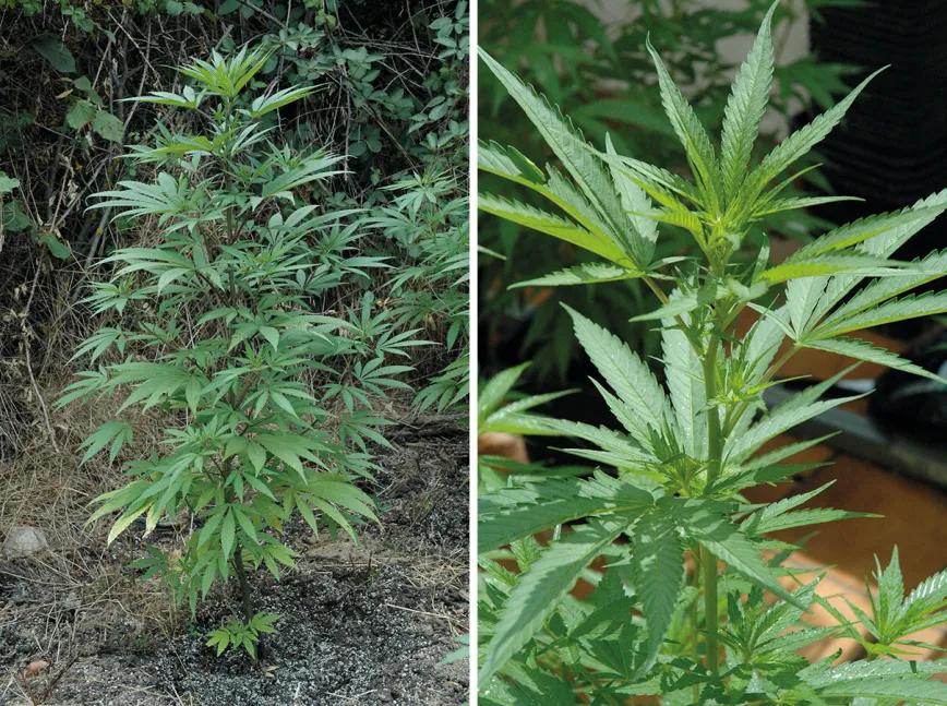 El agua en el cultivo: cómo influye el riego en las plantas 