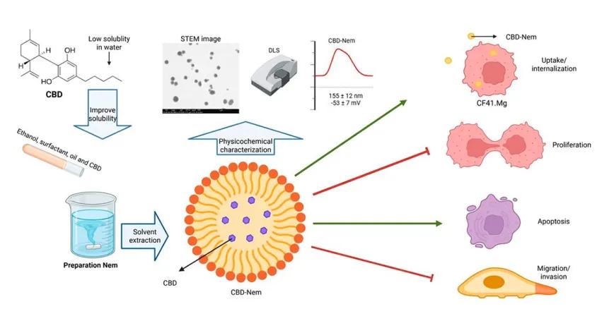 Formulación y caracterización funcional de una nanoemulsión cargada con cannabidiol en células de carcinoma mamario canino