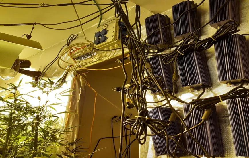 Endesa atribuye masivo fraude eléctrico a cultivos de cannabis indoor