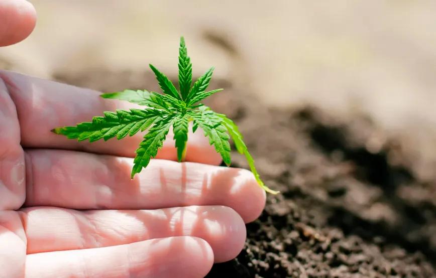 Identifican marcador genético para sexar cannabis tempranamente