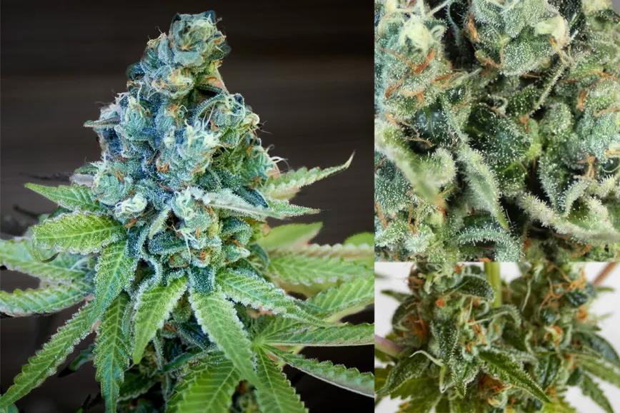 C. Banana, de Philosopher Seeds