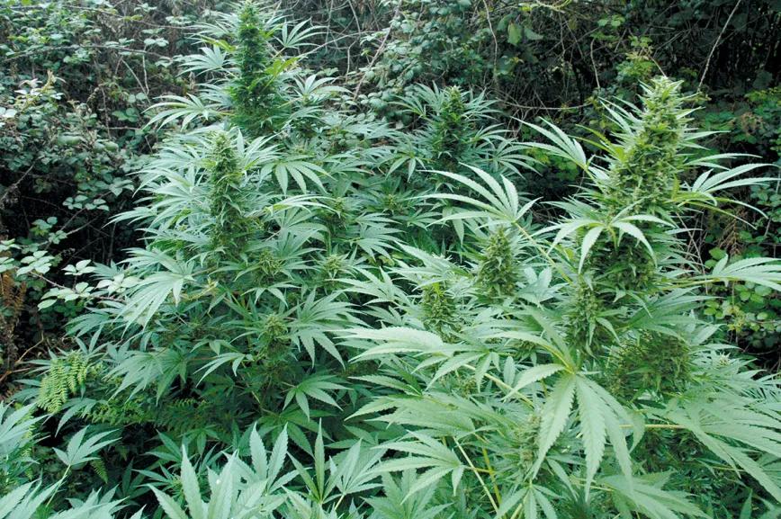 La cosecha perfecta en diez pasos: consejos y trucos de experto