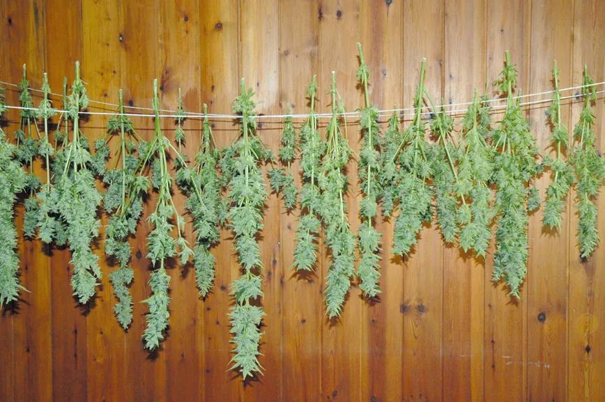 La cosecha perfecta en diez pasos: consejos y trucos de experto