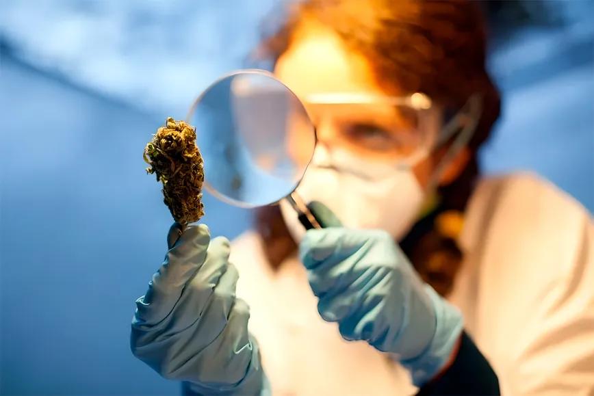 Colombia abriría licencias académicas para investigar cannabis medicinal