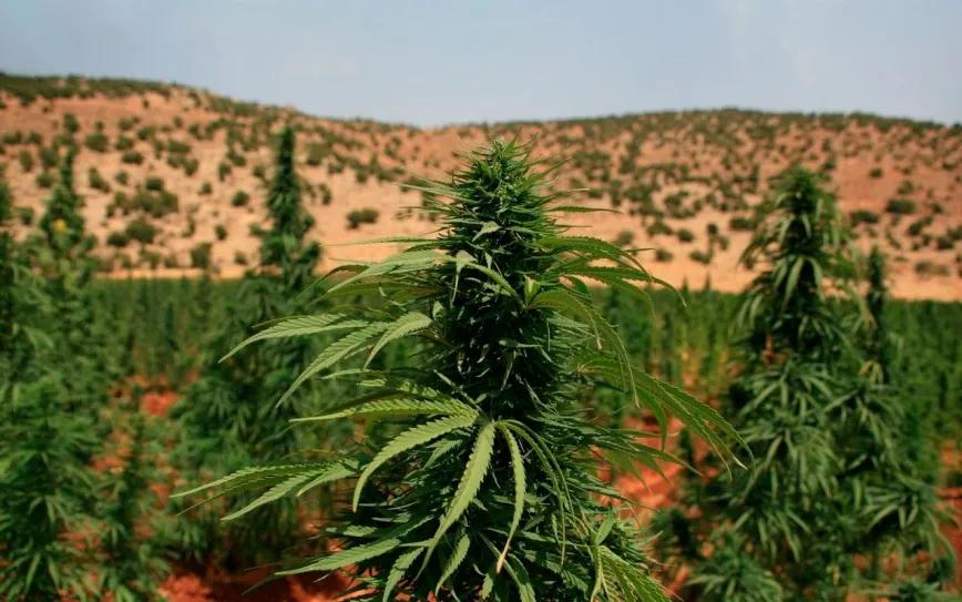 Líbano activa plan nacional para regular el cultivo de cannabis