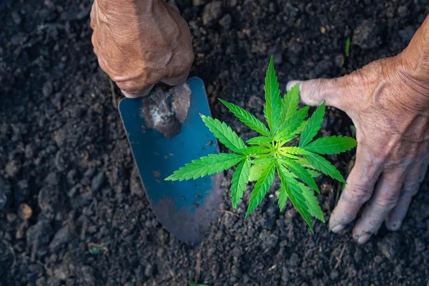 La calidad del suelo influye en los compuestos del cannabis