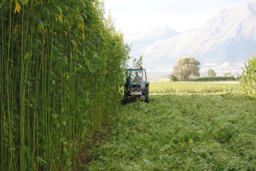 Asociaciones agrícolas italianas exigen claridad ante veto del cáñamo