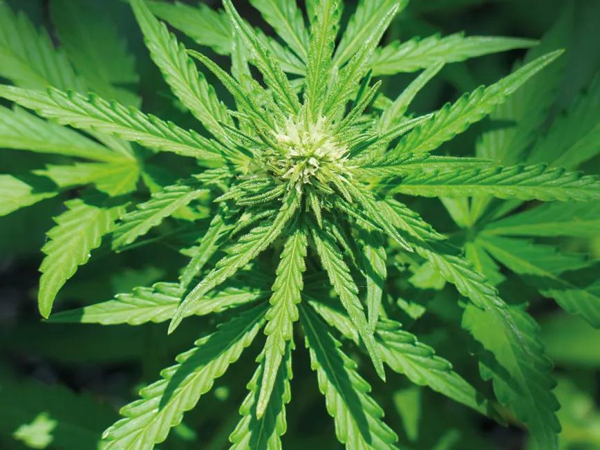 Listas para producir: cómo lograr superplantas 