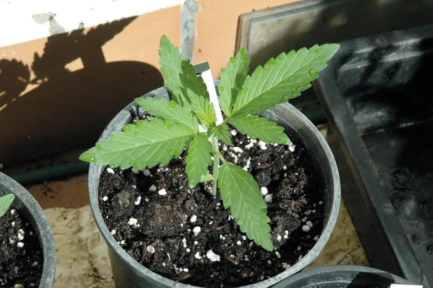 Listas para producir: cómo lograr superplantas 