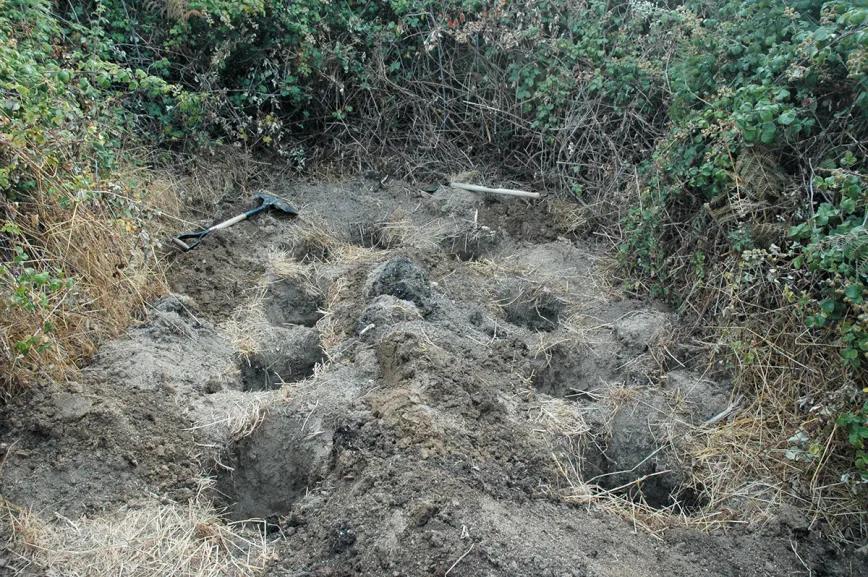 Listas para producir: cómo lograr superplantas 