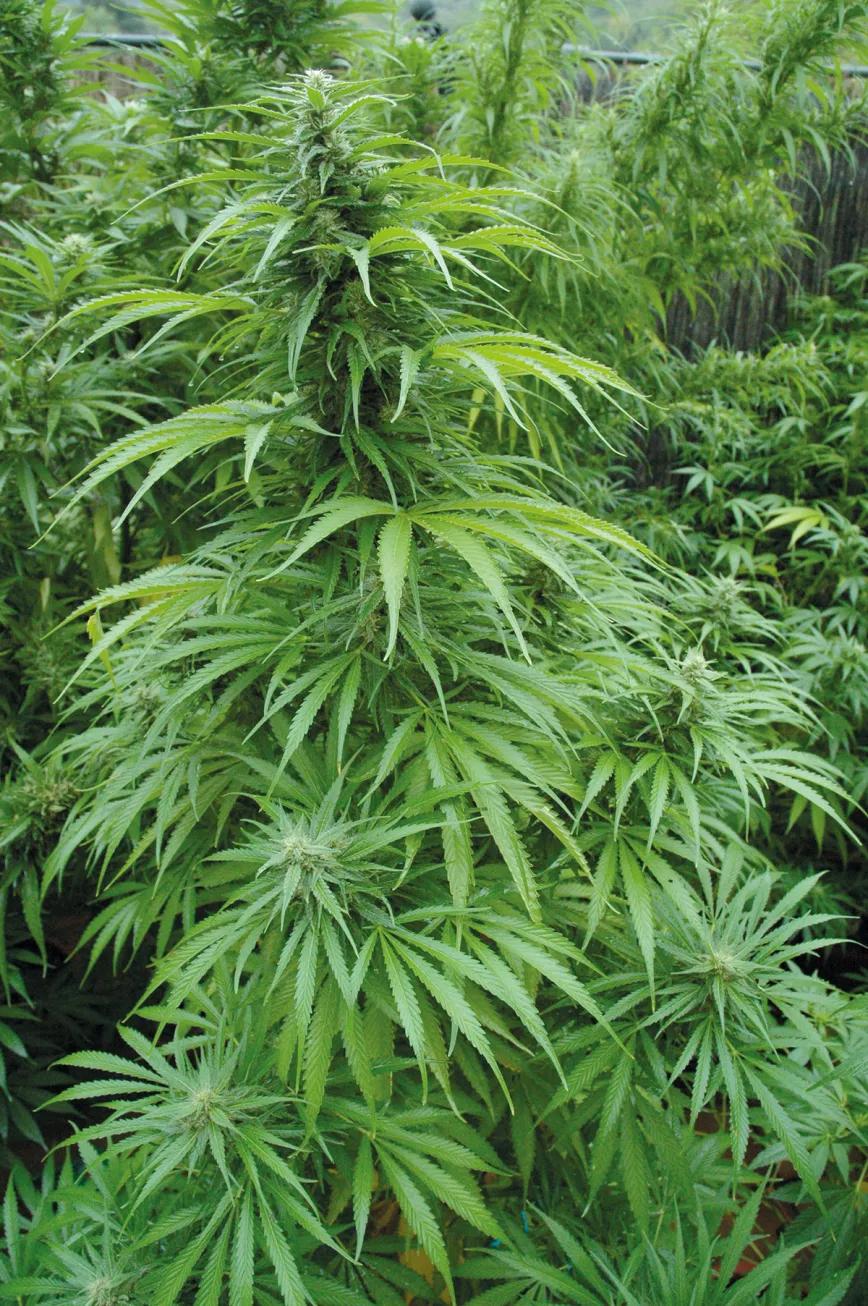 Listas para producir: cómo lograr superplantas 