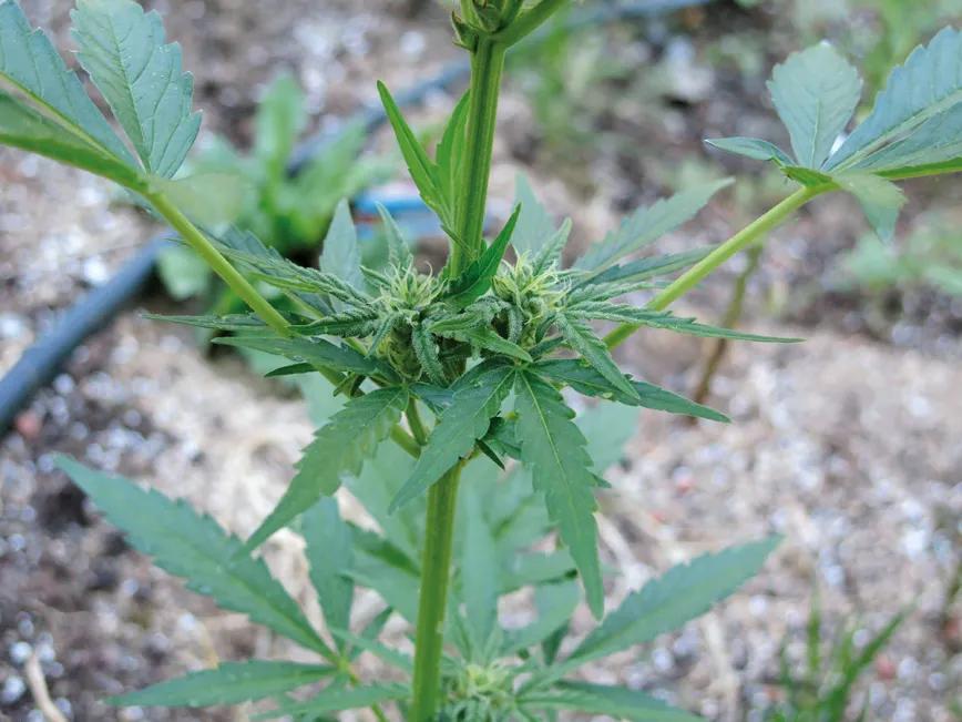 Listas para producir: cómo lograr superplantas 
