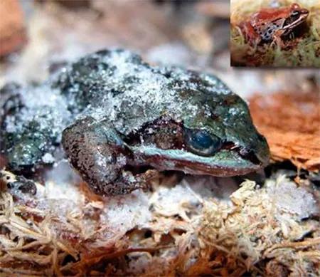 En Alaska, esta rana del bosque o rana de madera (Rana sylvatica) sobrevive al invierno un estado de animación suspendida.