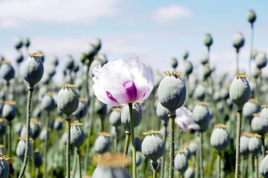 Descubierta la primera plantación ilegal de opio en España