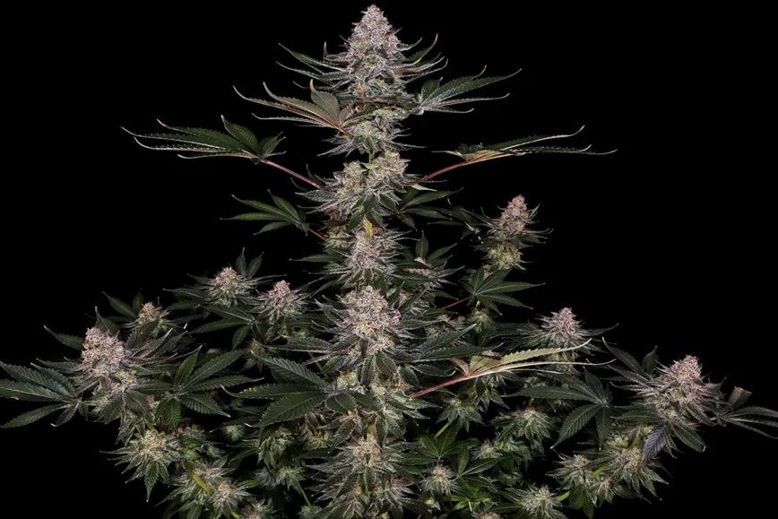 Super Boof protagoniza el espectáculo de la variedad del año