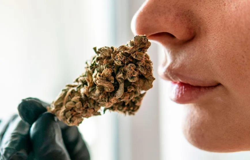 El aroma del cannabis también define su calidad
