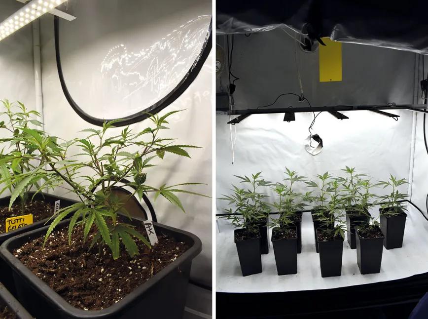 Diez pasos para montar el primer cultivo interior 