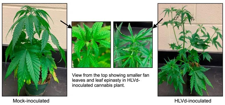 Síntomas asociados a HLVd en plantas de cannabis susceptibles.