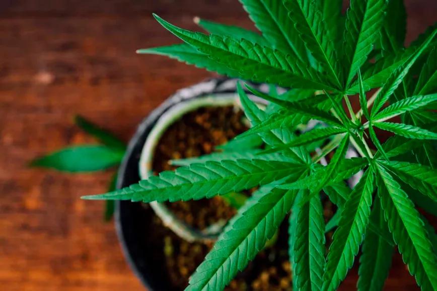 Washington reabre el debate sobre la legalización del autocultivo