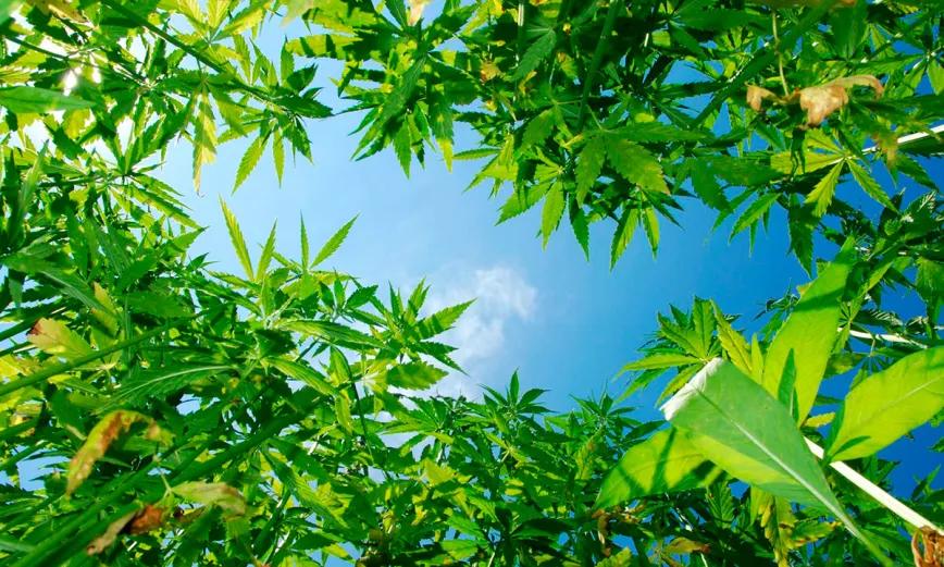 El sector del cáñamo apuesta por crecer más allá de la regulación