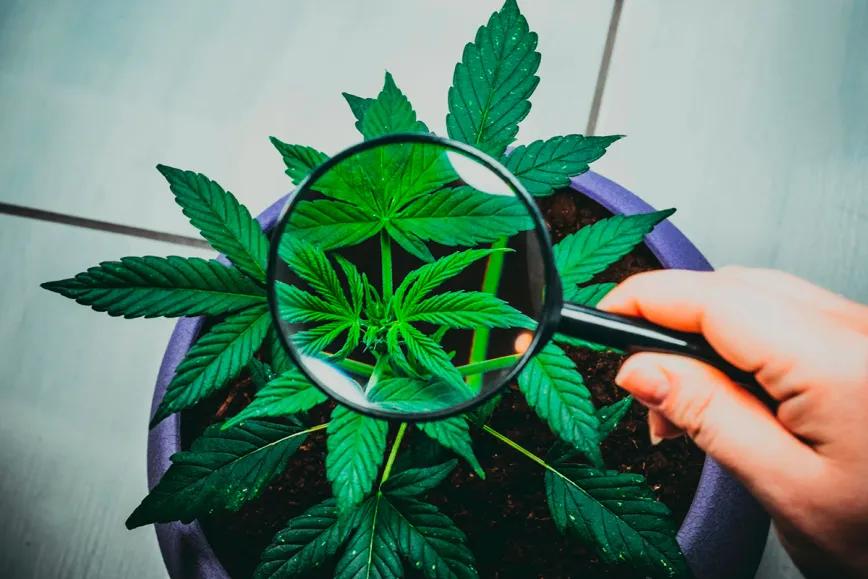 Hongo endófito en hojas de cannabis revela antioxidantes y un precursor cannabinoide