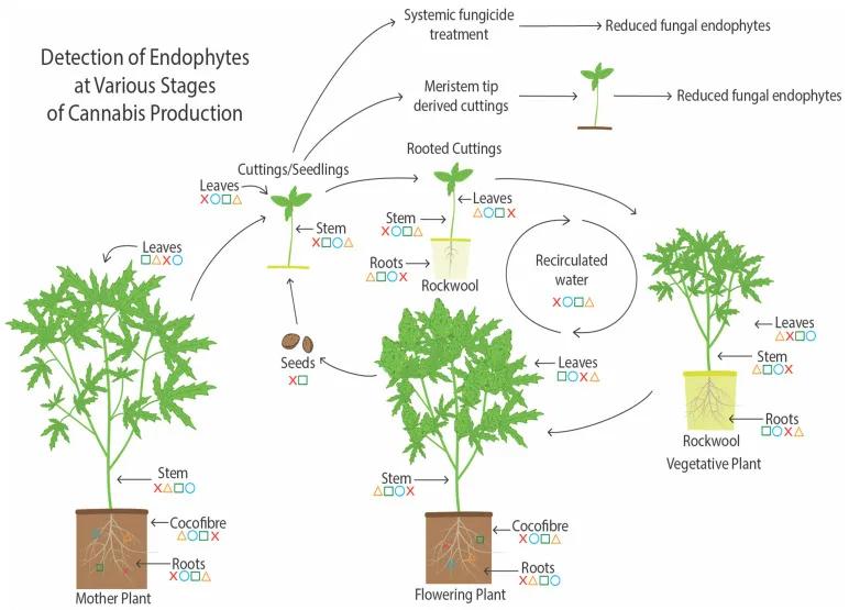 Resumen de la distribución de especies endófitas de hongos y levaduras durante el cultivo de cannabis en invernadero. Los símbolos representan los diferentes grupos de endófitos encontrados en las distintas ubicaciones según los resultados presentados en este estudio.