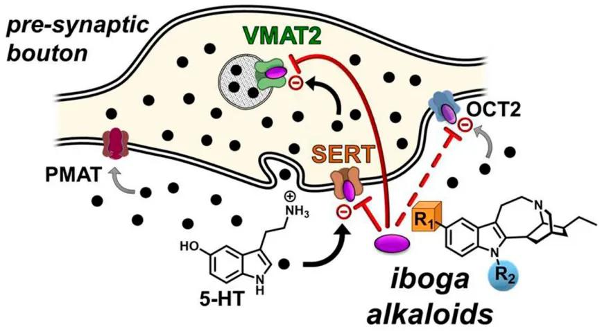 Descifrando la farmacología matricial de la ibogaína: modulación de múltiples transportadores en las sinapsis de serotonina