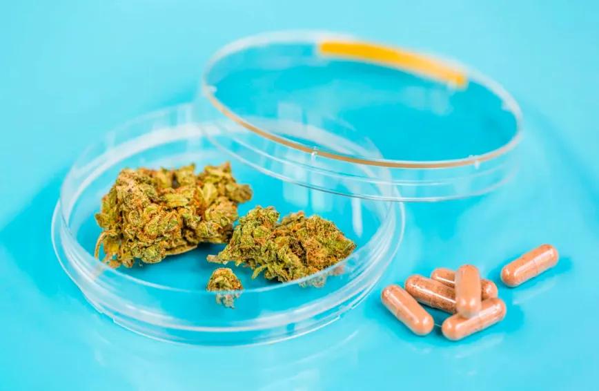 España y Francia empujan el cannabis medicinal hacia formatos estandarizados