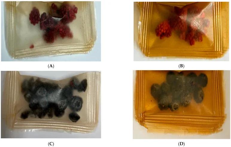 Imágenes de frambuesas ( A , B ) y arándanos ( C , D ) almacenados a 0 °F después de 8 semanas ( A , C ) y a 4,0 °F después de 8 semanas ( B , D ).