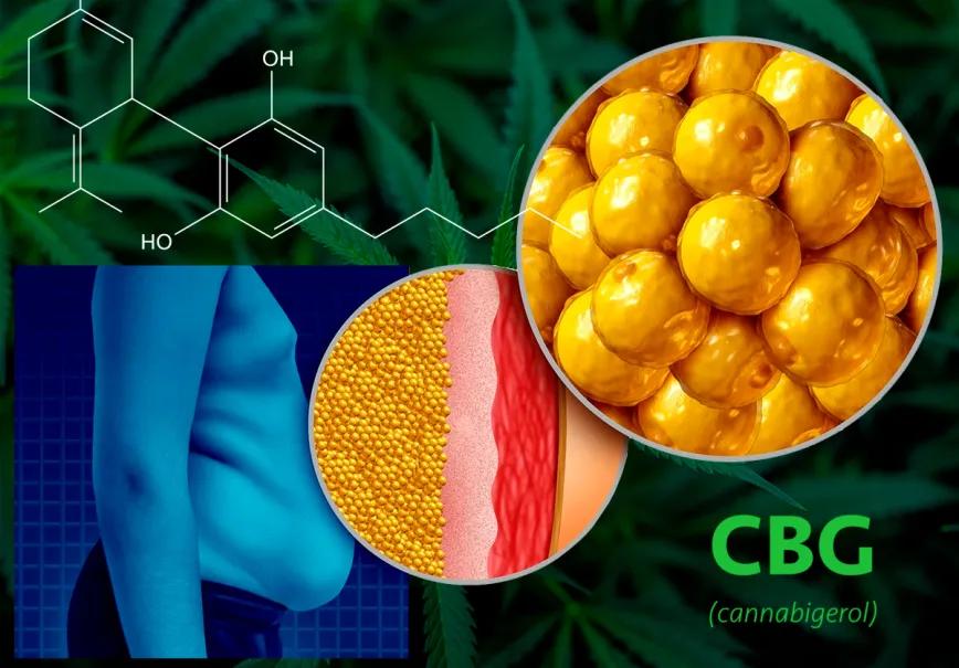 Extractos ricos en CBG frenan la acumulación de grasa en un modelo celular