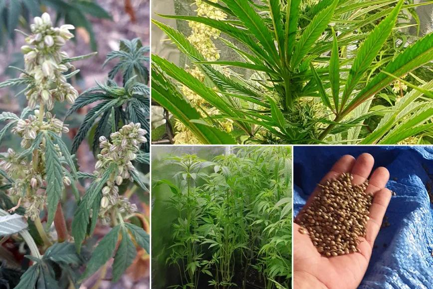 Morocco Beldia Kif: el tesoro genético de las montañas del Rif 