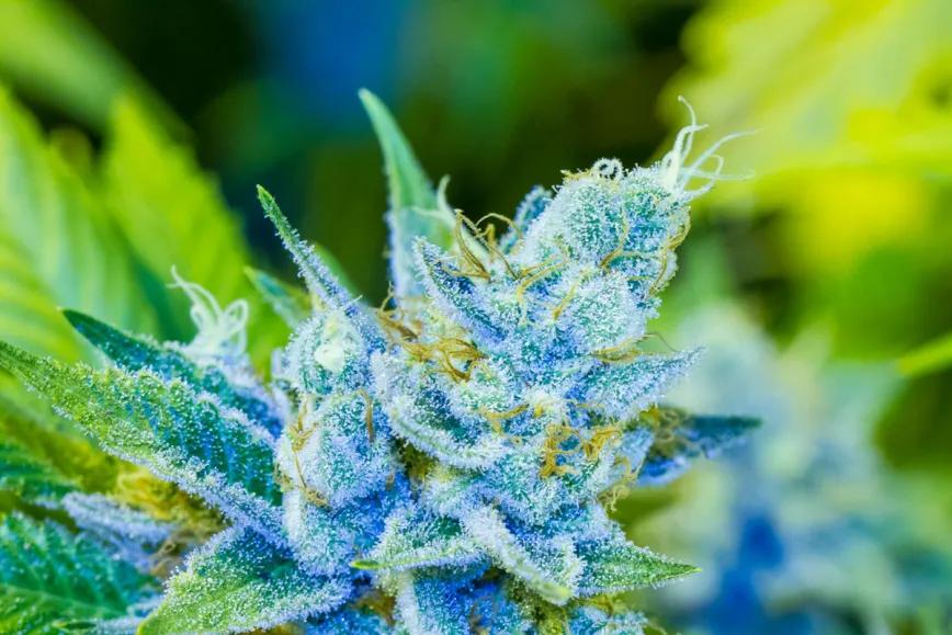 ¿Qué significa que la marihuana sea “híbrida”?