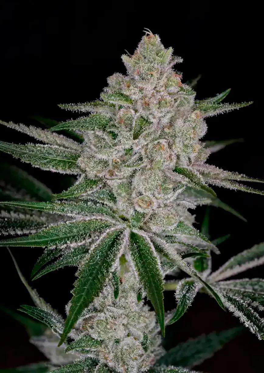 Shishka Lemonade: ¿la variedad más potente de Green House?