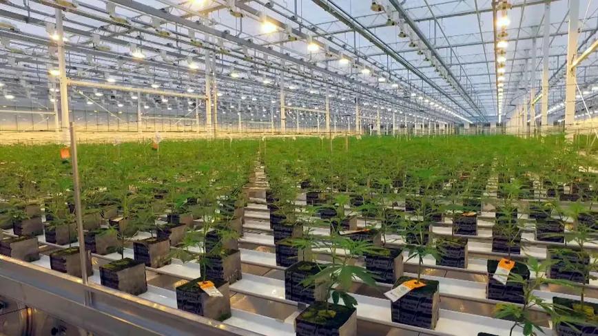 Aurora acelera su giro hacia el mercado del cannabis medicinal