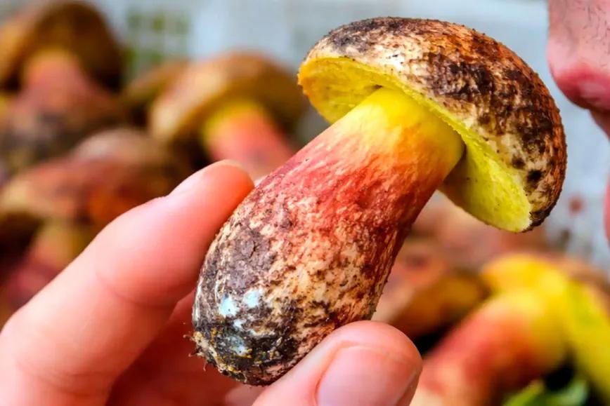 Lanmaoa asiatica: el hongo que intriga a la micología