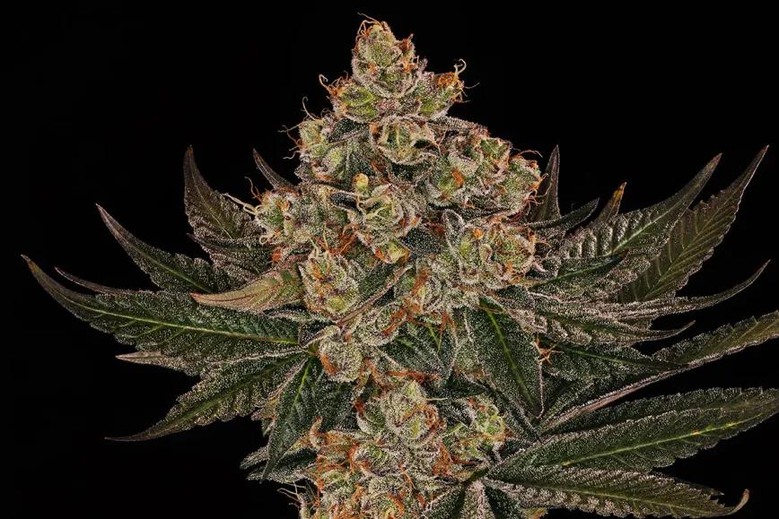 Jelly Cake, de Barney’s Farm