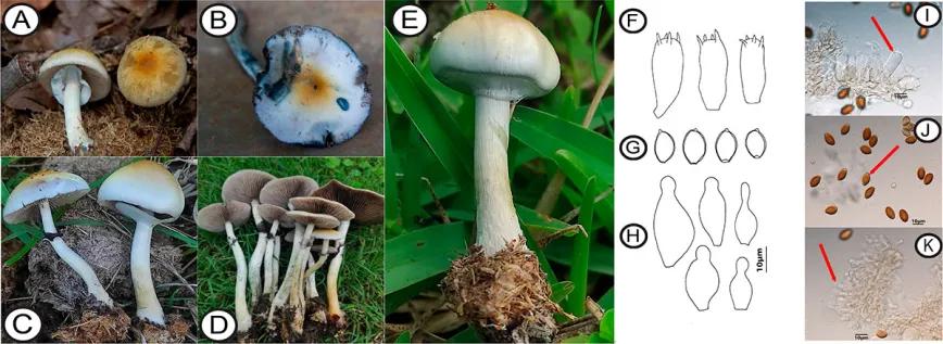 Psilocybe ochraceocentrata