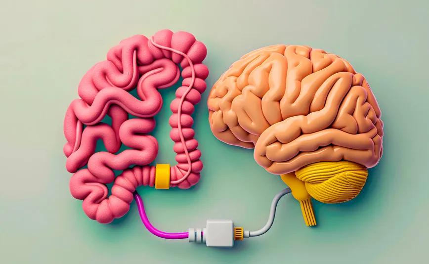 Existe una relación entre CBD, probióticos y cerebro