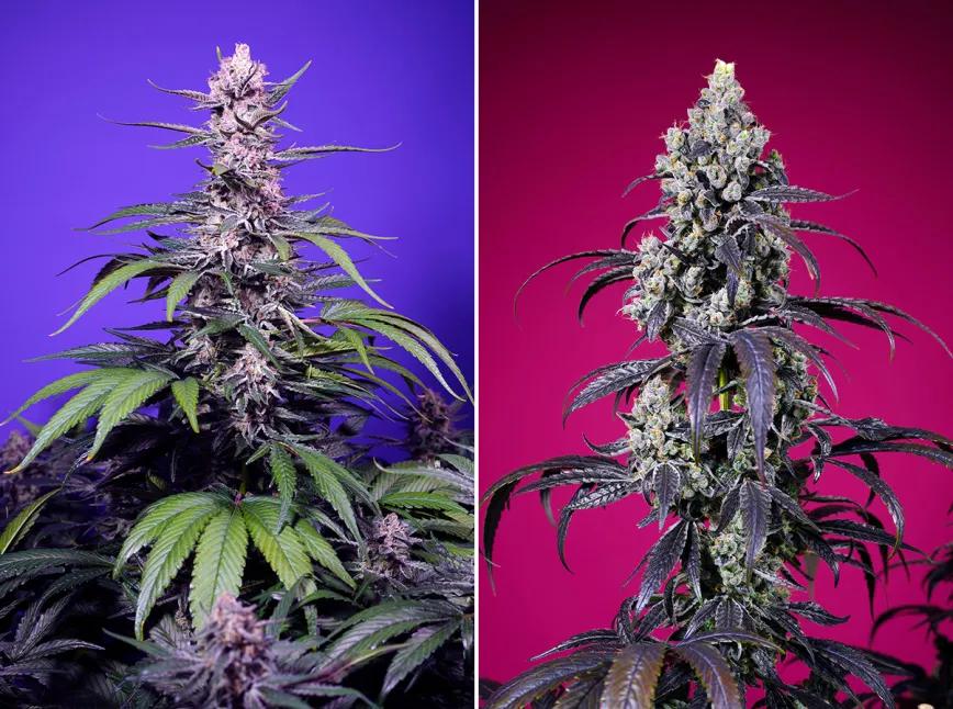 Permanent Marker XL Auto® (SWS120)  y Tropicanna Cherry XL Auto® (SWS122).