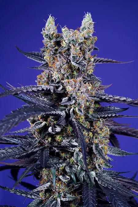 Super Boof XL Auto® (SWS119).