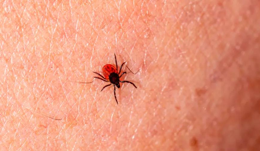 Psilocibina para enfrentar los efectos persistentes de la enfermedad de Lyme