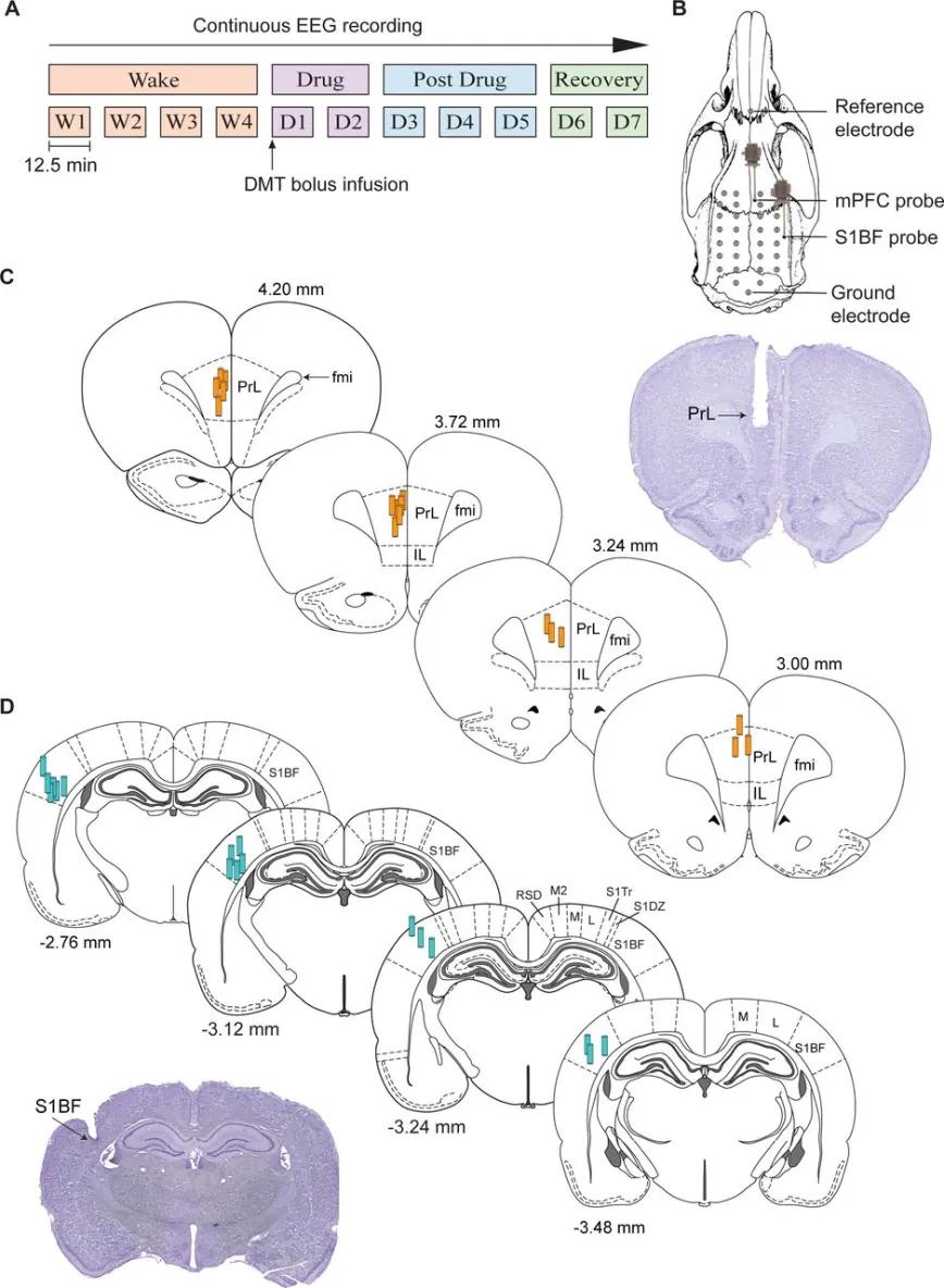 Esquema que muestra la cronología experimental y la verificación histológica de los sitios de muestreo neuroquímico.