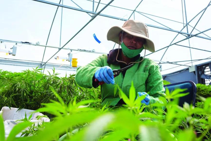 El parlamento de Lesoto revisa 75 licencias de cannabis sospechosas