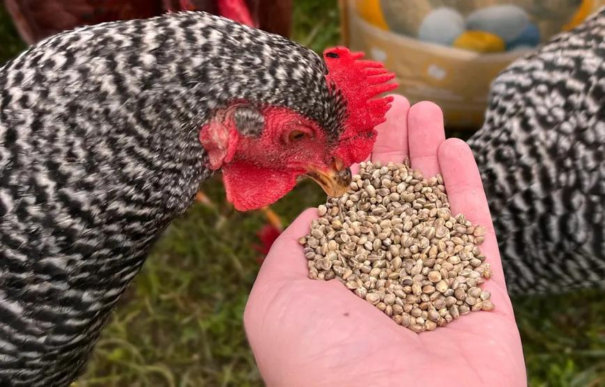 Semillas de cannabis mejoran la calidad nutricional del pollo