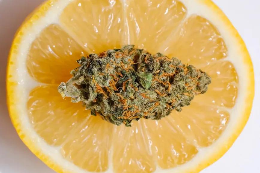 Del aroma cítrico al tropical gas: la evolución de las genéticas Lemon