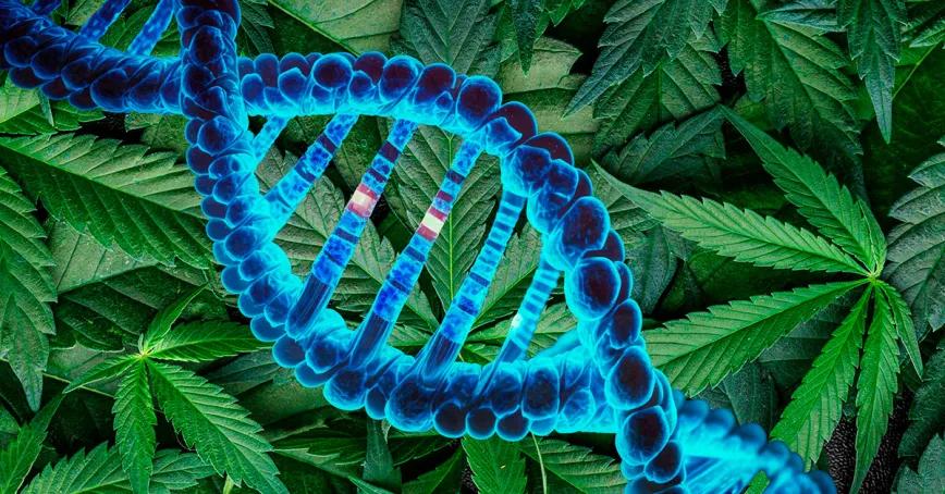 Tres genes están explicando cómo el cannabis define su sexo