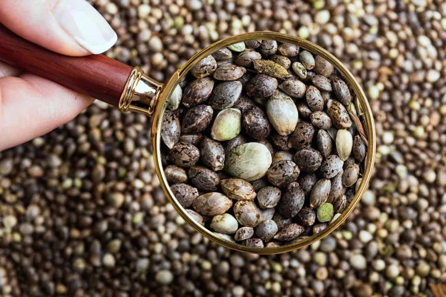 Cáscaras de semillas de cáñamo para bioplásticos más resistentes