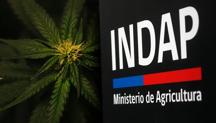 Cannabis y créditos agrícolas bajo la lupa fiscal en Chile